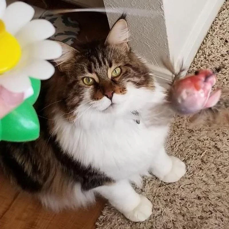 Interactive Flying Bird Cat Toy - Image 7