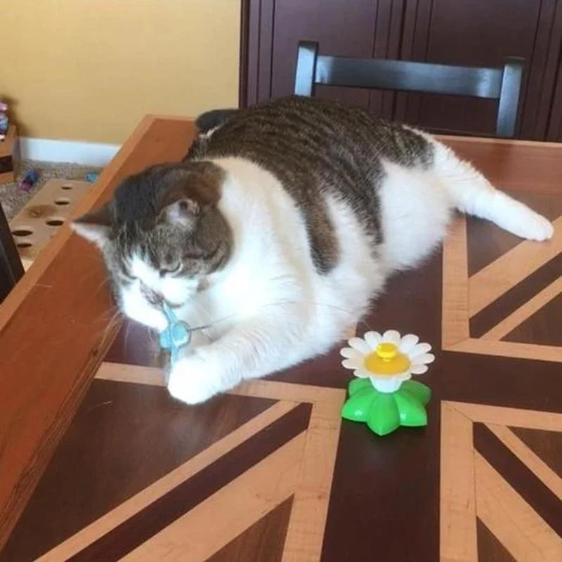 Interactive Flying Bird Cat Toy - Image 8